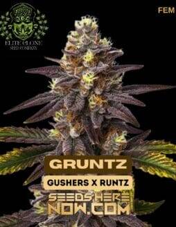 Gruntz S1 (Feminized) (space) Elite Clone Seed Company