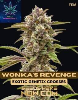 Wonka's Revenge (Feminized) (space) Pure XX