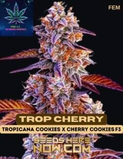 Trop Cherry (Feminized) (space) Pure XX
