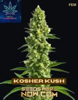Kosher Kush Pure XX Feminized Cannabis Seeds close(space)up