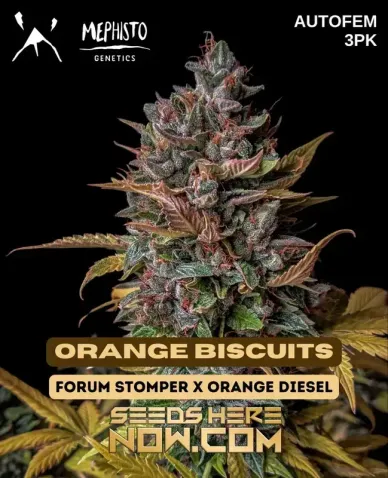 Orange Biscuits Cannabis Seeds - Autoflowering Hybrid by Mephisto Genetics