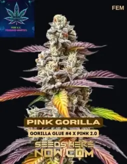 Pink Gorilla feminized cannabis seeds pack, Pure XX variety