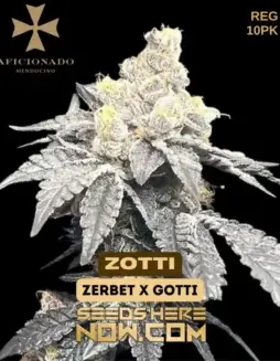 Zotti cannabis seeds by Aficionado Seeds, a blend of Zerbert and Gotti strains