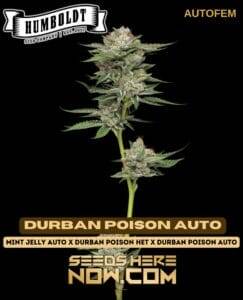 Durban Poison Auto (Autoflower) (space) Humboldt Seed Company