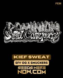 Kief Sweat (Feminized) (space) Dominion Seed Company