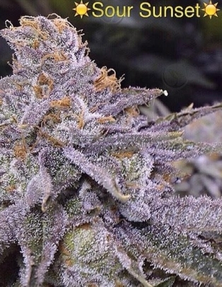 Sour Sunset (Regular) (space) Crockett Family Farms