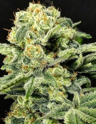 dominion(space)seed(space)company(space)helenastrawberry(space)diesel(space)x