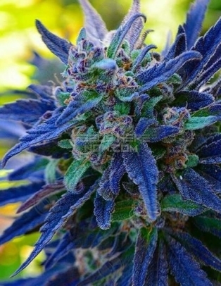 Green Fire Genetics Tropic Berry