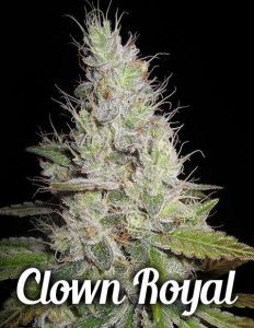 genetics clown royal