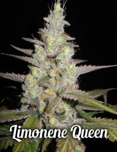 genetics limonene