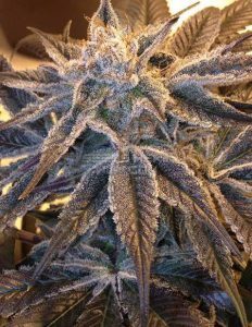 second(space)generation(space)genetics(space)purple(space)terps(blank)ba11bf96(space)d0b2(space)4005(space)9e1e(space)bb522d680923.jpg