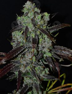 Stretch (Regular) (space) Second Generation Genetics
