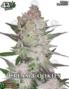 Cream Cookies Auto (Autoflower) (space) Fast Buds
