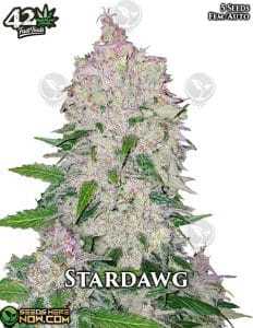 Stardawg Auto (Autoflower) (space) Fast Buds