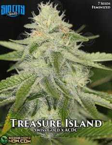 Treasure Island (Feminized) (space) Sin City Seeds