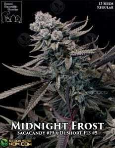 Midnight Frost (Regular) (space) Second Generation Genetics