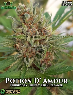 Potion D' Amour (Regular) (space) 707 Seed Bank