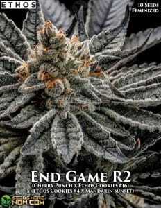 Colin OG RBX (Feminized) (space) Ethos Genetics