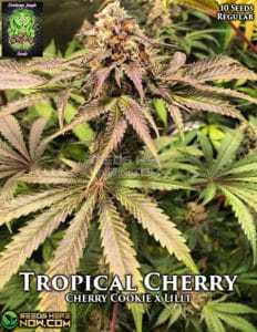 Tropical Cherry (Regular) (space) Trichome Jungle