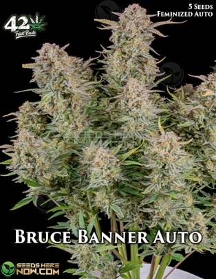 Bruce Banner Auto (Autoflower) (space) Fast Buds