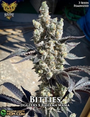 Bitties (Feminized) (space) Solfire Gardens
