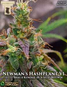 Newman's Hashplant V1 (Regular) (space) GibbsKutz Genetics