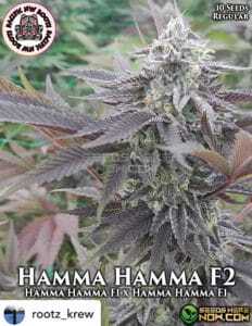Hamma Hamma F2 (Regular) (space) Pacific Northwest Roots