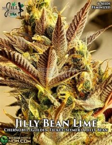 Jilly Bean Lime (Feminized) (space) Mz Jill Genetics