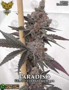 Paradiso  (Feminized) (space) Solfire Gardens