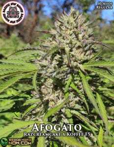 Afogato (Regular) (space) Pacific Northwest Roots