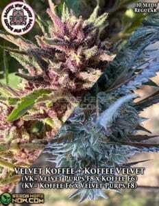 Velvet Koffee + Koffee Velvet (Regular) (space) Pacific Northwest Roots