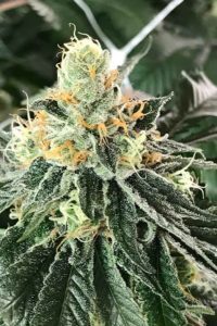 krackin(space)kush