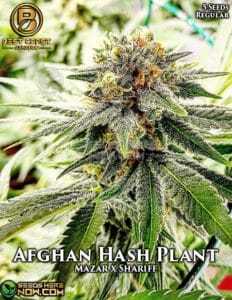 Afghan Hash Plant (Regular) (space) Best Coast Genetics