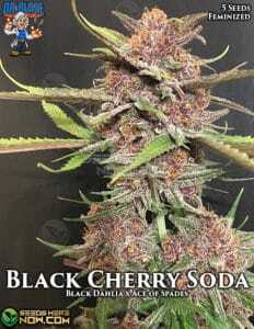 Black Cherry Soda S1 S1(Feminized) (space) Dr. Blaze