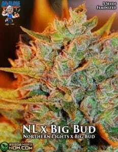 Northern Lights x Big Bud (Feminized) (space) Dr. Blaze
