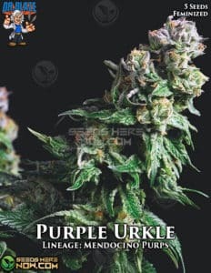 Purple Urkle S1 (Feminized) (space) Dr. Blaze