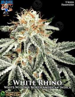 White Rhino S1 (Feminized) (space) Dr. BlazeWhite Rhino S1 (Feminized) (space) Dr. Blaze