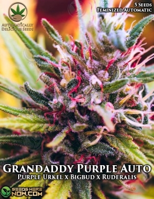 Grandaddy Purple Auto (Autoflower) (space) Automatically Delicious