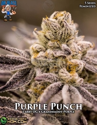Purple Punch S1 (Feminized) (space) Dr. Blaze