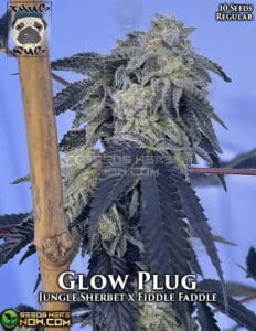 Glow Plug (Regular) (space) Thug Pug Genetics