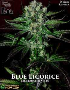 Blue Licorice (Regular) (space) Second Generation Genetics