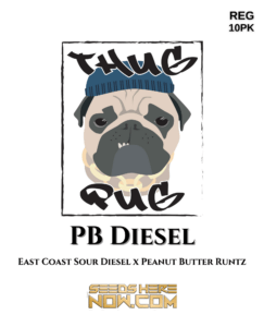 PB Diesel (Regular) (space) Thug Pug Genetics