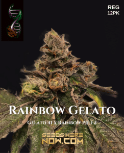 Rainbow Gelato (Regular) (space) Green Fire Genetics