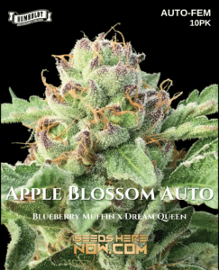 Apple Blossom Auto (Autoflower) (space) Humboldt Seed Company