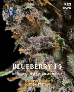 Blueberry F5 (Regular) (space) DJ Short Seeds