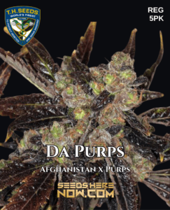 Da Purps (Regular) (space) T.H. Seeds