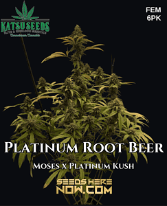 Platinum Root Beer (Feminized) (space) Katsu Seeds