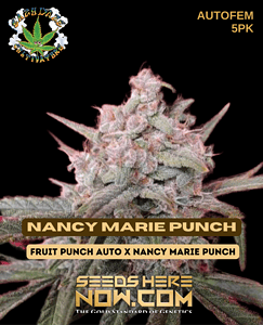 Nancy Marie Punch (Autoflower) (space) Eazy Daze Cultivators