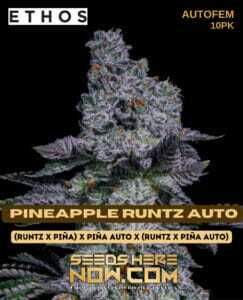 Pineapple Runtz Auto (Autoflower) (space) Ethos Genetics