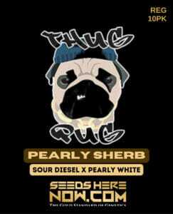 Pearly Sherb (Regular) (space) Thug Pug Genetics